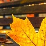 泪成河，唤母归海报